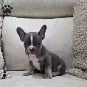 Frankie, French Bulldog Puppy